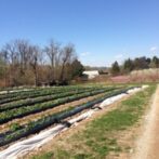 Pick your own strawberries